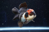 Short Body Thai Oranda  Tricolor 3.5 Inch (ID#1001To14b-61) Free2Day SHIPPING