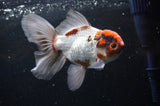 Thai Oranda  Tricolor 5 Inch (ID#228T5c-83) Free2Day SHIPPING
