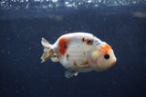 Juvenile Ranchu  Calico 3 Inch (ID#1213R9b-55) Free2Day SHIPPING