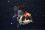 Short Body Thai Oranda  Tricolor 3.5 Inch (ID#1001To14b-61) Free2Day SHIPPING