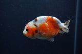 Juvenile Ranchu  Calico 3 Inch (ID#1213R9b-55) Free2Day SHIPPING