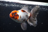 Thai Oranda  Tricolor 5 Inch (ID#228T5c-83) Free2Day SHIPPING