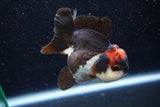 Short Body Thai Oranda  Tricolor 3.5 Inch (ID#1001To14b-61) Free2Day SHIPPING