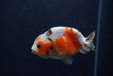 Juvenile Ranchu  Calico 3 Inch (ID#1213R9b-55) Free2Day SHIPPING