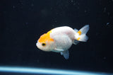 Baby Ranchu  Red White 3 Inch (ID#408R9c-29) Free2Day SHIPPING