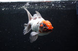Thai Oranda  Tricolor 5 Inch (ID#228T5c-83) Free2Day SHIPPING