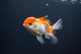 Juvenile Thai Oranda  Tricolor 3.5 Inch (ID#1105To13b-81) Free2Day SHIPPING