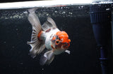 Thai Oranda  Tricolor 5 Inch (ID#228T5c-83) Free2Day SHIPPING