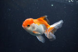 Juvenile Thai Oranda  Tricolor 3.5 Inch (ID#1105To13b-81) Free2Day SHIPPING