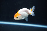 Baby Ranchu  Red White 3 Inch (ID#408R9c-29) Free2Day SHIPPING