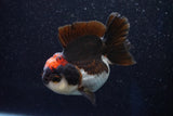 Short Body Thai Oranda  Tricolor 3.5 Inch (ID#1001To14b-61) Free2Day SHIPPING