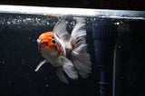 Thai Oranda  Tricolor 5 Inch (ID#228T5c-83) Free2Day SHIPPING