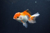 Juvenile Thai Oranda  Tricolor 3.5 Inch (ID#1105To13b-81) Free2Day SHIPPING