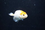 Baby Ranchu  Red White 3 Inch (ID#408R9c-29) Free2Day SHIPPING