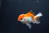 Juvenile Thai Oranda  Tricolor 3.5 Inch (ID#1105To13b-81) Free2Day SHIPPING