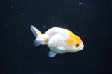Baby Ranchu  Red White 3 Inch (ID#408R9c-29) Free2Day SHIPPING