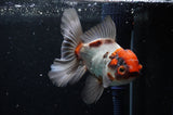 Thai Oranda  Tricolor 5 Inch (ID#228T5c-83) Free2Day SHIPPING