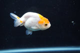 Baby Ranchu  Red White 3 Inch (ID#408R9c-29) Free2Day SHIPPING