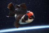 Short Body Thai Oranda  Tricolor 3.5 Inch (ID#1001To14b-61) Free2Day SHIPPING