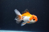 Juvenile Thai Oranda  Tricolor 3.5 Inch (ID#1105To13b-81) Free2Day SHIPPING