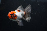 Thai Oranda  Tricolor 5 Inch (ID#228T5c-83) Free2Day SHIPPING
