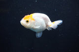 Baby Ranchu  Red White 3 Inch (ID#408R9c-29) Free2Day SHIPPING