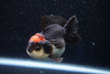 Short Body Thai Oranda  Tricolor 3.5 Inch (ID#1001To14b-61) Free2Day SHIPPING