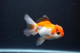 Juvenile Thai Oranda  Tricolor 3.5 Inch (ID#1105To13b-81) Free2Day SHIPPING