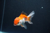 Juvenile Thai Oranda  Tricolor 3.5 Inch (ID#1105To13b-81) Free2Day SHIPPING