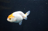 Baby Ranchu  Red White 3 Inch (ID#408R9c-29) Free2Day SHIPPING