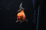 Thai Oranda  Tricolor 4.5 Inch (ID#228T5c-84) Free2Day SHIPPING