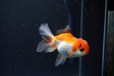 Juvenile Thai Oranda  Tricolor 3.5 Inch (ID#1105To13b-81) Free2Day SHIPPING