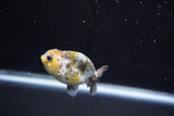 Baby Ranchu  Calico 2.5 Inch (ID#823R13c-21) Free2Day SHIPPING