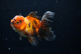 Thai Oranda  Tricolor 4.5 Inch (ID#228T5c-84) Free2Day SHIPPING