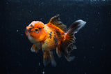Thai Oranda  Tricolor 4.5 Inch (ID#228T5c-84) Free2Day SHIPPING