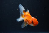 Juvenile Thai Oranda  Tricolor 3.5 Inch (ID#1105To13b-82) Free2Day SHIPPING