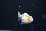 Baby Ranchu  Calico 2.5 Inch (ID#823R13c-21) Free2Day SHIPPING