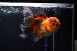 Thai Oranda  Tricolor 4.5 Inch (ID#228T5c-84) Free2Day SHIPPING