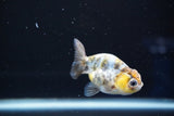 Baby Ranchu  Calico 2.5 Inch (ID#823R13c-21) Free2Day SHIPPING