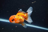 Juvenile Thai Oranda  Tricolor 3.5 Inch (ID#1105To13b-82) Free2Day SHIPPING