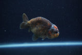 Juvenile Ranchu  Calico 3.5 Inch (ID#1213R9b-57) Free2Day SHIPPING