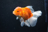 Thai Oranda  Sakura 5 Inch (ID#1129To5b-101) Free2Day SHIPPING