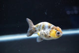 Baby Ranchu  Calico 2.5 Inch (ID#823R13c-21) Free2Day SHIPPING