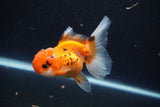 Juvenile Thai Oranda  Tricolor 3.5 Inch (ID#1105To13b-82) Free2Day SHIPPING