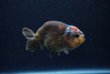 Juvenile Ranchu  Calico 3.5 Inch (ID#1213R9b-57) Free2Day SHIPPING