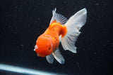 Thai Oranda  Sakura 5 Inch (ID#1129To5b-101) Free2Day SHIPPING