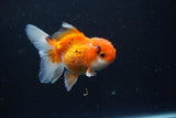 Juvenile Thai Oranda  Tricolor 3.5 Inch (ID#1105To13b-82) Free2Day SHIPPING