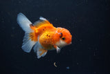 Juvenile Thai Oranda  Tricolor 3.5 Inch (ID#1105To13b-82) Free2Day SHIPPING