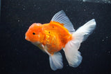 Thai Oranda  Sakura 5 Inch (ID#1129To5b-101) Free2Day SHIPPING