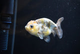 Baby Ranchu  Calico 2.5 Inch (ID#823R13c-21) Free2Day SHIPPING